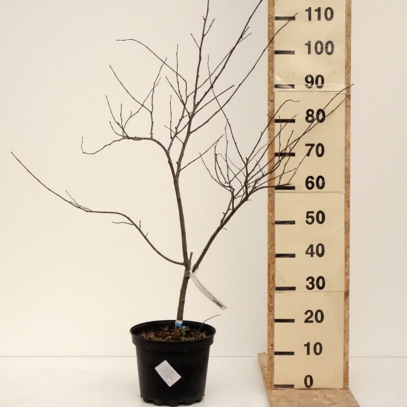 Spécimen de Cercis canadensis Alley Cat - Gainier du Canada  Pot de 6L/7L tel que livré en hiver