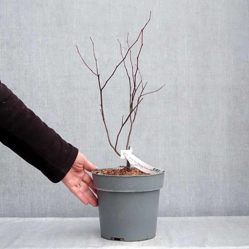 Spécimen de Cercis canadensis Eternal Flame - Gainier du Canada Pot de 4L/5L tel que livré en hiver