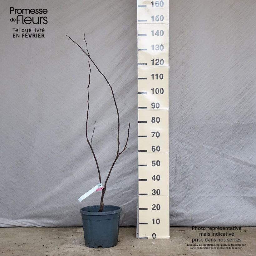 Spécimen de Cercis canadensis Forest Pansy - Arbre de Judée Pot de 7,5L/10L tel que livré en hiver