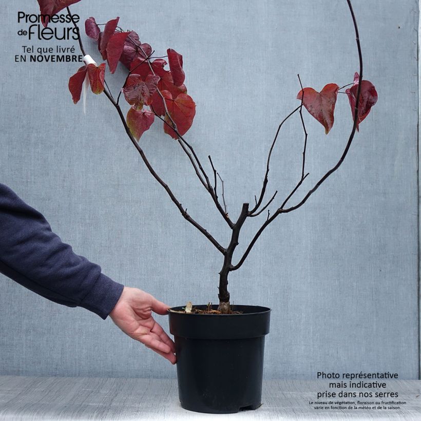Spécimen de Cercis canadensis Forest Pansy - Arbre de Judée Pot de 4L/5L tel que livré en automne