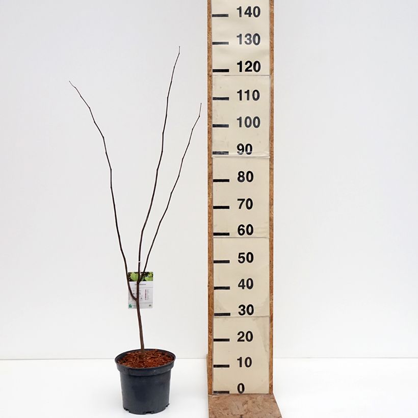 Spécimen de Cercis canadensis - Gainier du Canada Pot de 4L/5L tel que livré en hiver