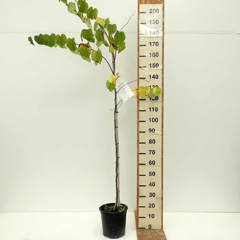 Spécimen de Cercis canadensis - Gainier du Canada Pot de 7,5L/10L tel que livré en été