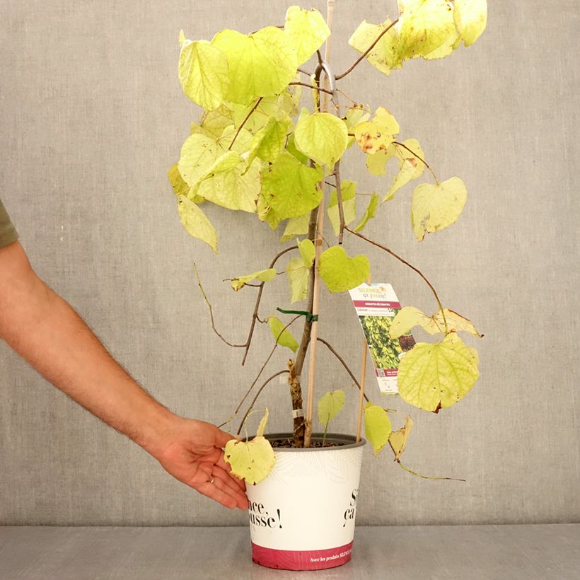 Spécimen de Cercis canadensis Golden Falls - Gainier du Canada Pot de 4L/5L, Baliveau tel que livré en été