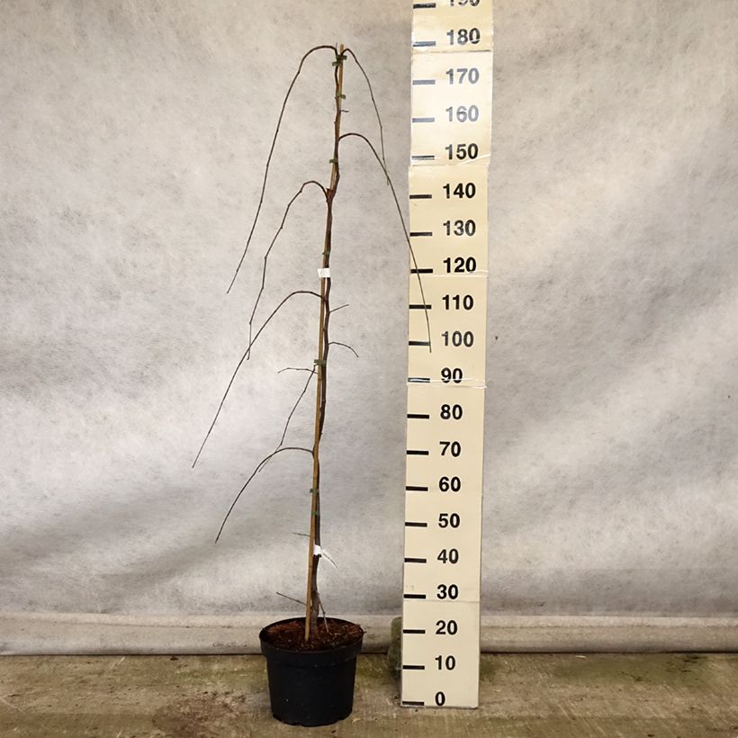 Spécimen de Cercis canadensis Lavender Twist - Gainier du Canada pleureur rose Pot de 7,5L/10L tel que livré en automne