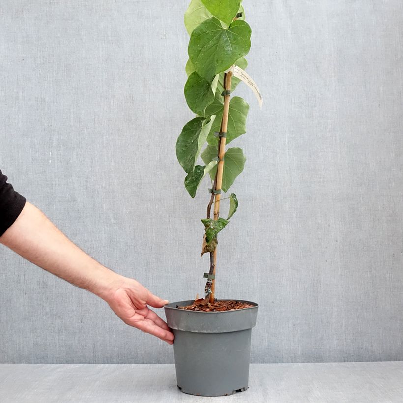 Spécimen de Cercis canadensis Lavender Twist - Gainier du Canada pleureur rose Pot de 3L/4L tel que livré en automne