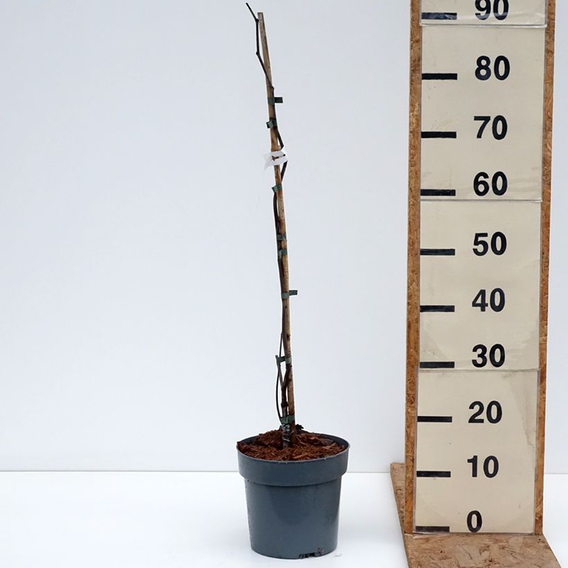 Spécimen de Cercis canadensis Lavender Twist - Gainier du Canada pleureur rose Pot de 3L/4L tel que livré en hiver