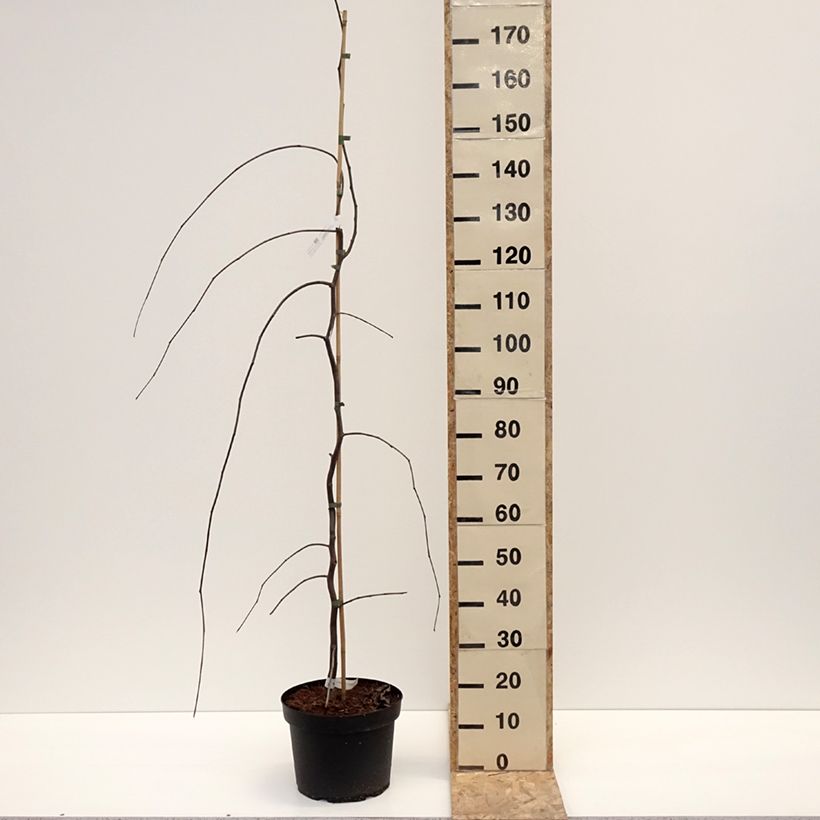 Spécimen de Cercis canadensis Lavender Twist - Gainier du Canada pleureur rose Pot de 7,5L/10L tel que livré en hiver