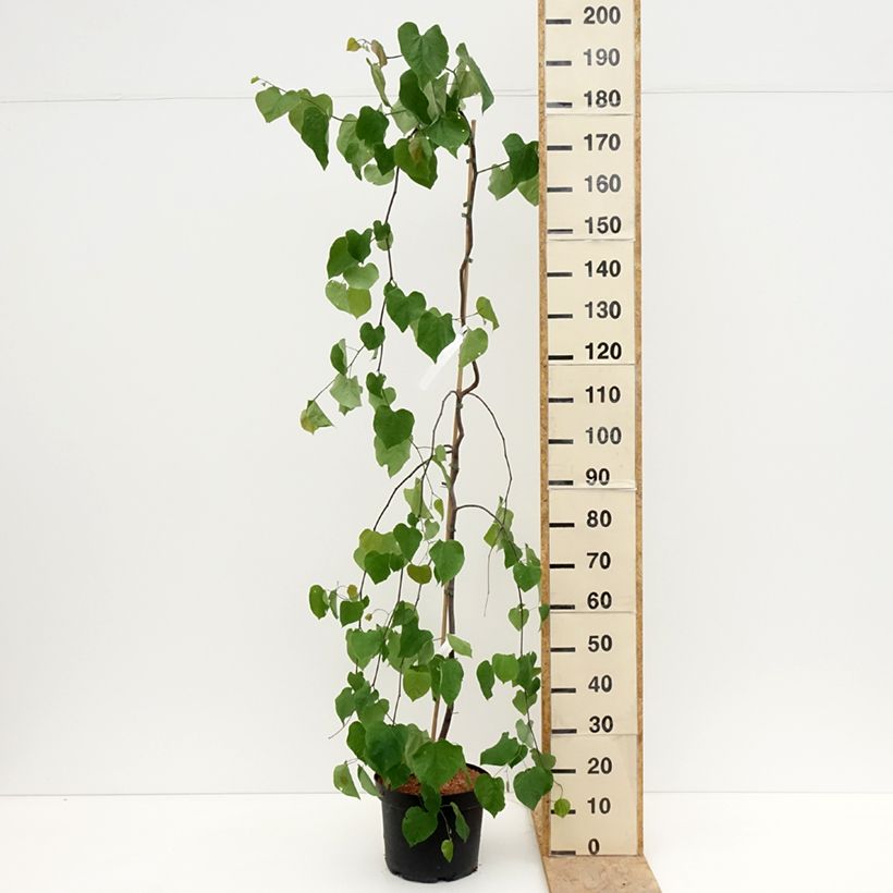 Cercis canadensis Lavender Twist - Albero di Giuda Vaso da 7,5L/10L esemplare consegnato in primavera