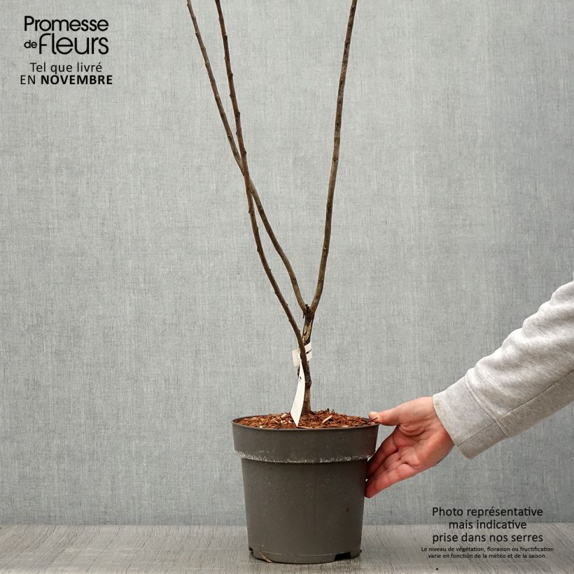 Spécimen de Cercis canadensis Little Woody - Gainier du Canada Pot de 3L/4L tel que livré en automne