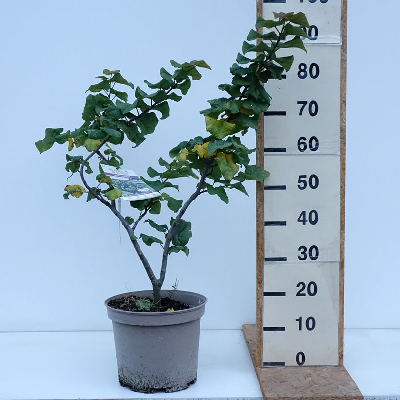 Spécimen de Cercis canadensis Little Woody - Gainier du Canada Pot de 6L/7L tel que livré en automne