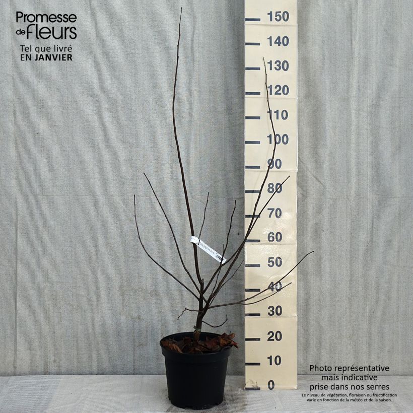 Spécimen de Cercis canadensis Pink Pom Pom's - Gainier du Canada Pot de 7,5L/10L tel que livré en hiver