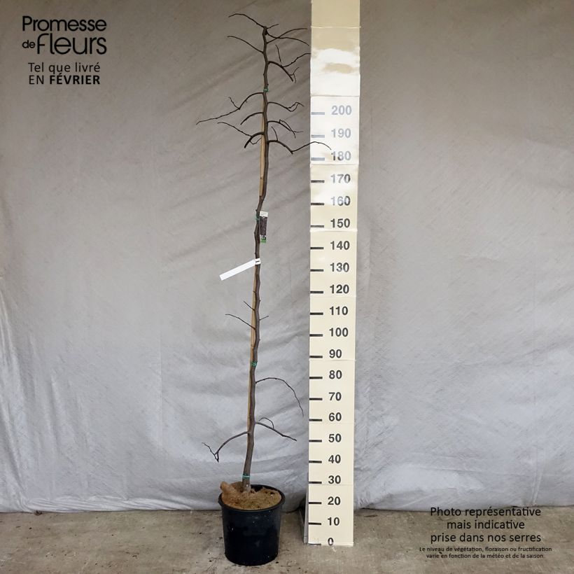 Spécimen de Cercis canadensis Ruby Falls – Arbre de Judée pleureur, nain et pourpre Pot de 7,5L/10L tel que livré en hiver