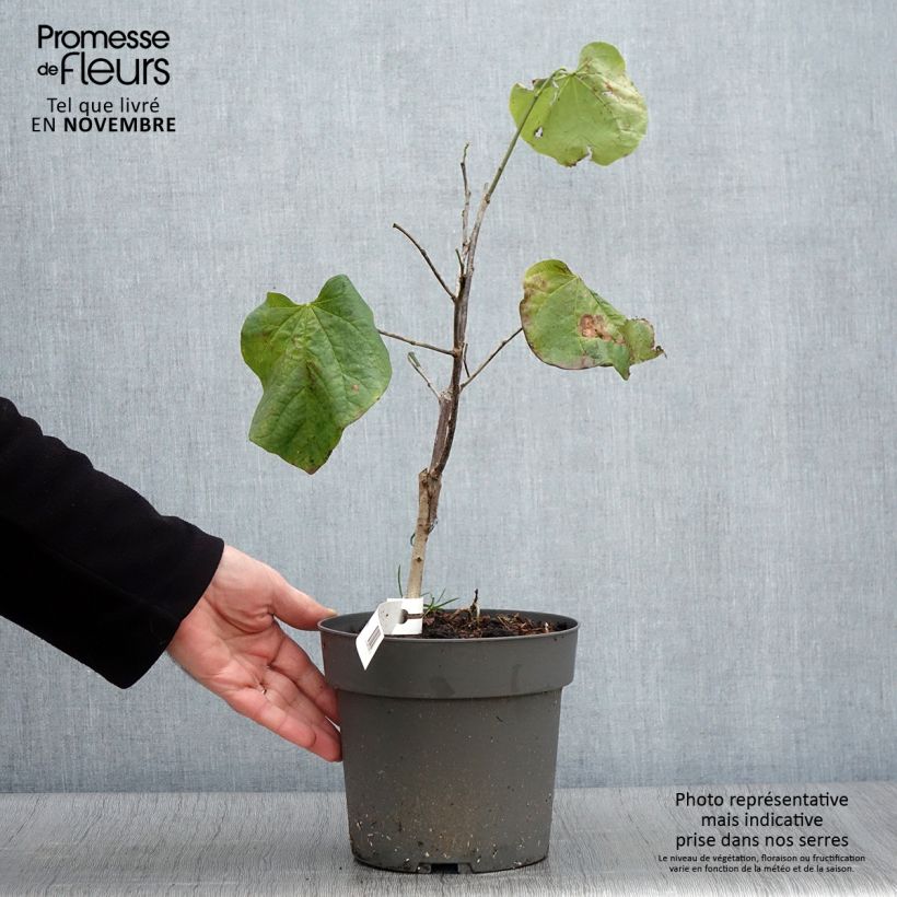 Spécimen de Cercis canadensis Texas White - Gainier du Canada Pot de 4L/5L tel que livré en automne