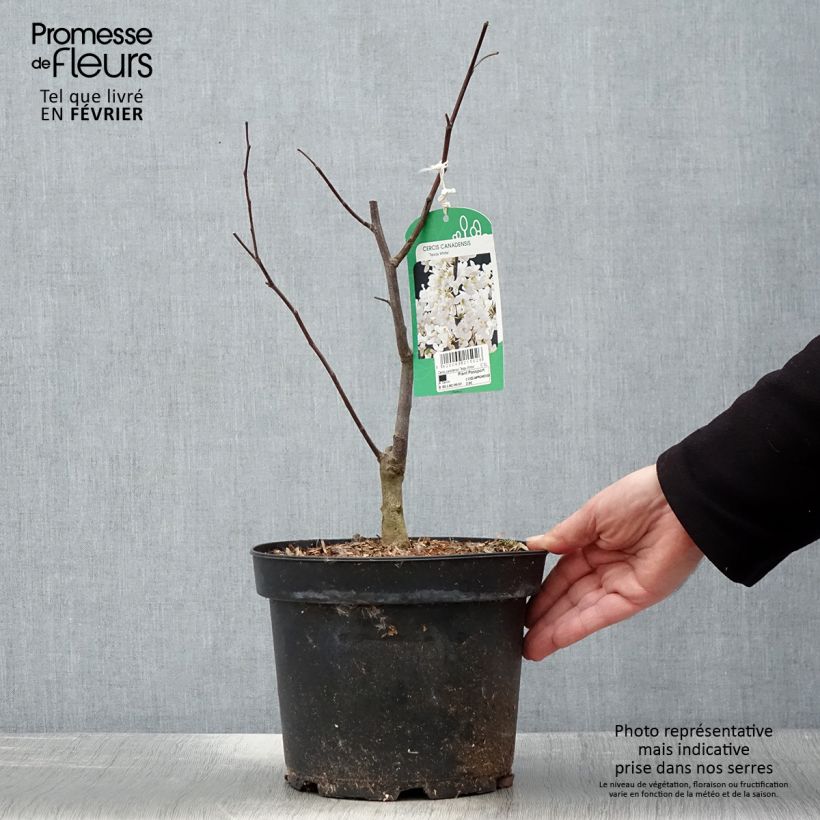 Spécimen de Cercis canadensis Texas White - Gainier du Canada Pot de 4L/5L tel que livré en hiver