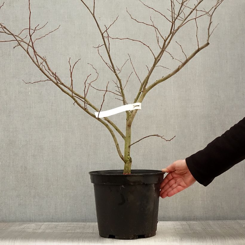 Spécimen de Cercis canadensis The Rising Sun - Gainier du Canada Pot de 2L/3L tel que livré en hiver