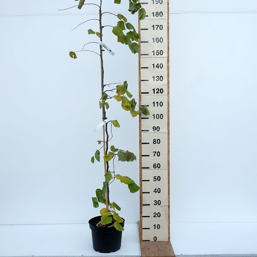 Spécimen de Cercis canadensis Traveller - Arbre de Judée Pot de 7,5L/10L tel que livré en automne