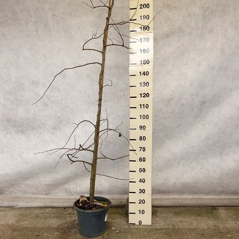 Spécimen de Cercis canadensis Vanilla Twist - Gainier du Canada pleureur blanc Pot de 12L/15L, Baliveau tel que livré en automne
