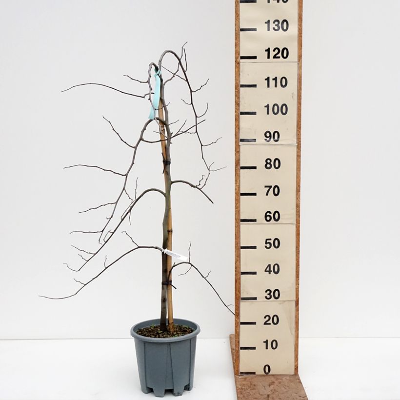 Cercis canadensis Vanilla Twist - Albero di Giuda Vaso da 7,5L/10L, Vaso impalcato medio esemplare consegnato in inverno