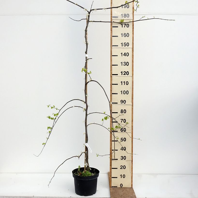 Spécimen de Cercis canadensis Vanilla Twist - Gainier du Canada pleureur blanc Pot de 7,5L/10L, Demi-Tige tel que livré au printemps