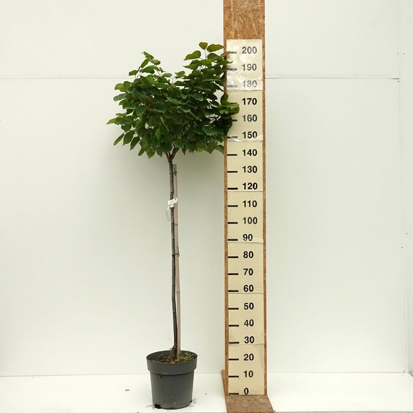 Spécimen de Cercis chinensis Don Egolf - Gainier de Chine compact Pot de 12L/15L, Tige, Tige de 120 cm tel que livré en été