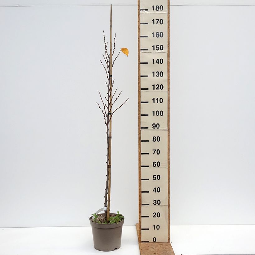 Spécimen de Cercis chinensis Kay's Early Hope - Gainier de Chine Pot de 6L/7L, Baliveau tel que livré en automne