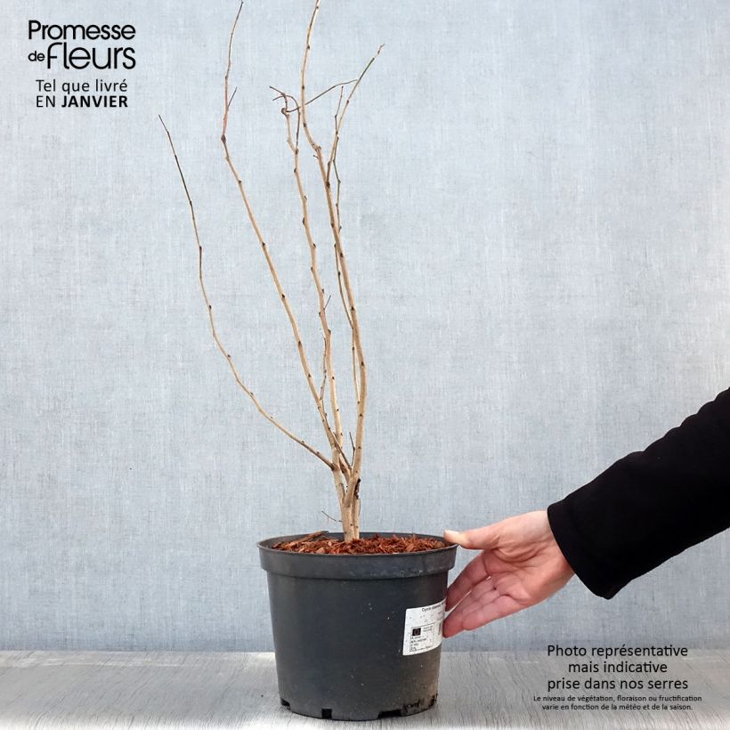 Spécimen de Cercis chinensis Shirobana - Gainier de Chine Pot de 4L/5L tel que livré en hiver