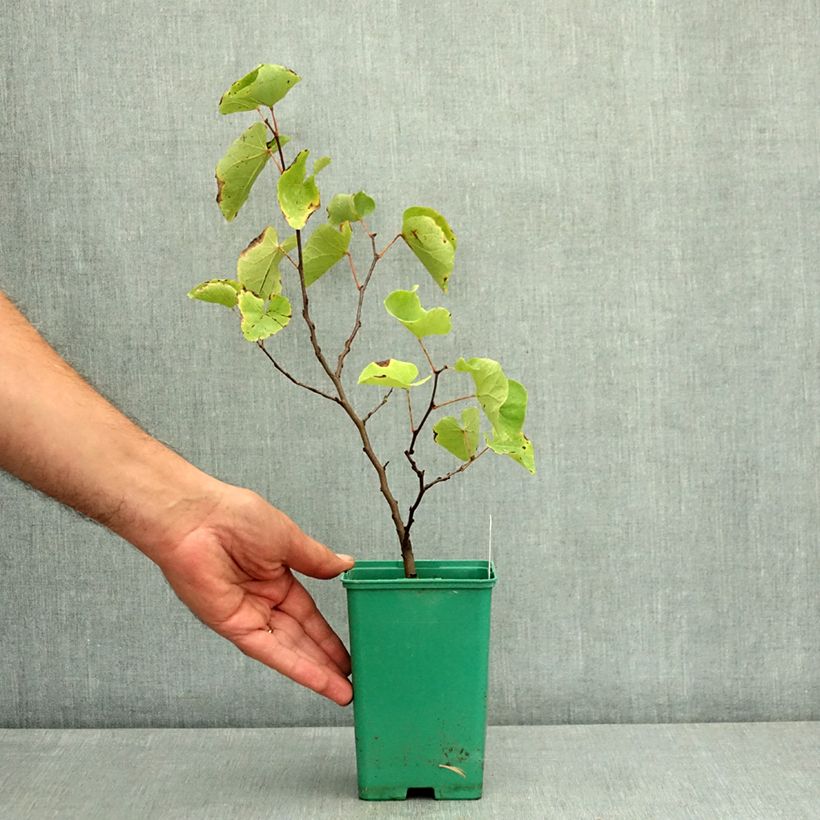 Spécimen de Cercis siliquastrum - Arbre de Judée Pot de 12 cm / 13 cm, Baliveau tel que livré en été