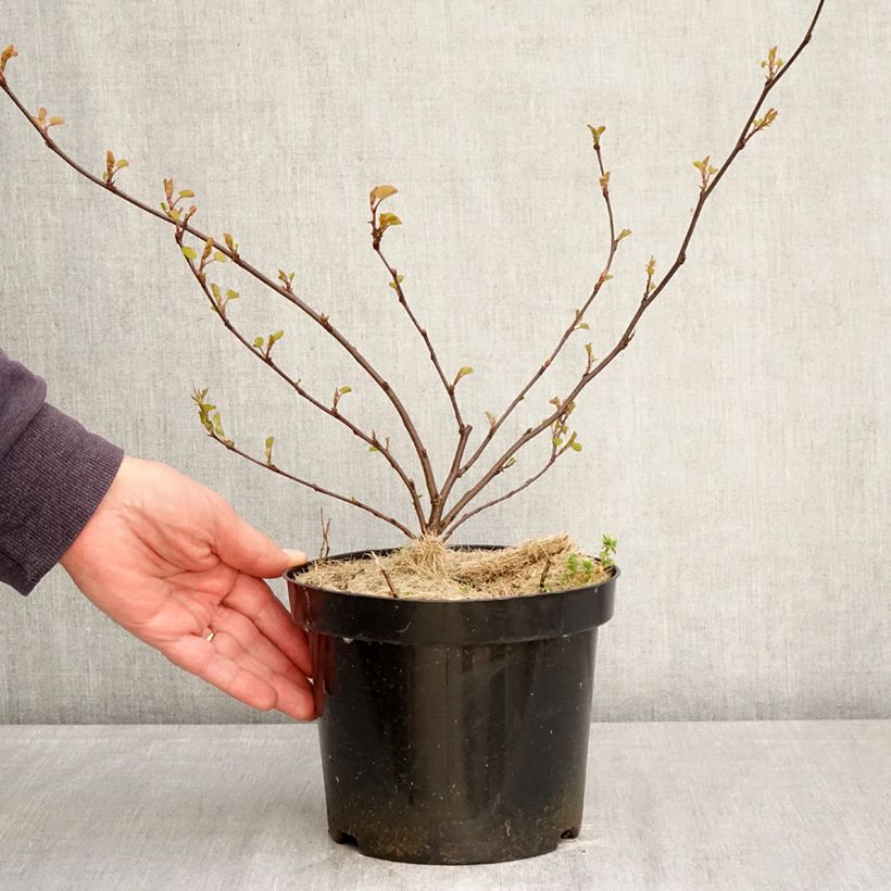 Spécimen de Cercis siliquastrum - Arbre de Judée Pot de 3L/4L tel que livré au printemps