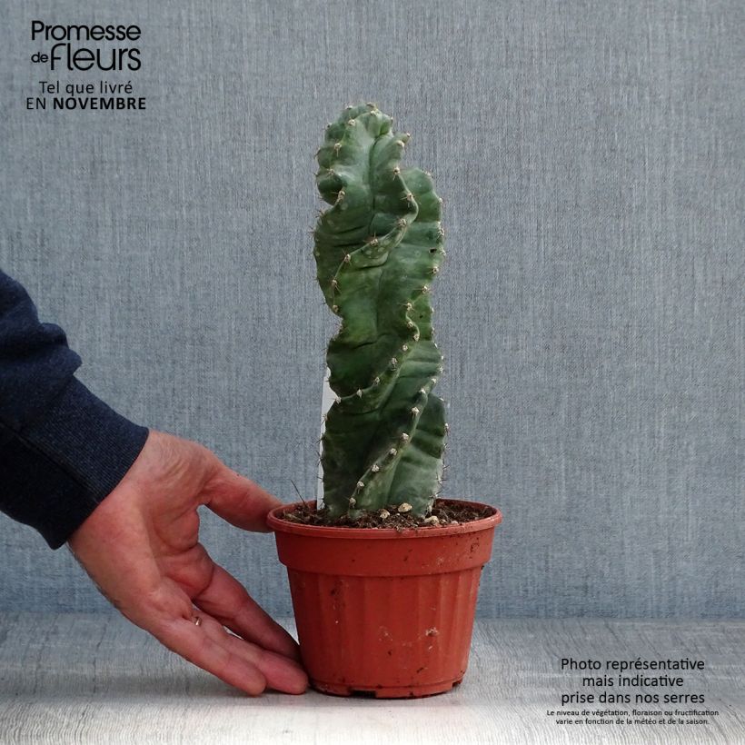Spécimen de Cereus forbesii Spiralis Pot de 12 cm / 13 cm tel que livré en automne