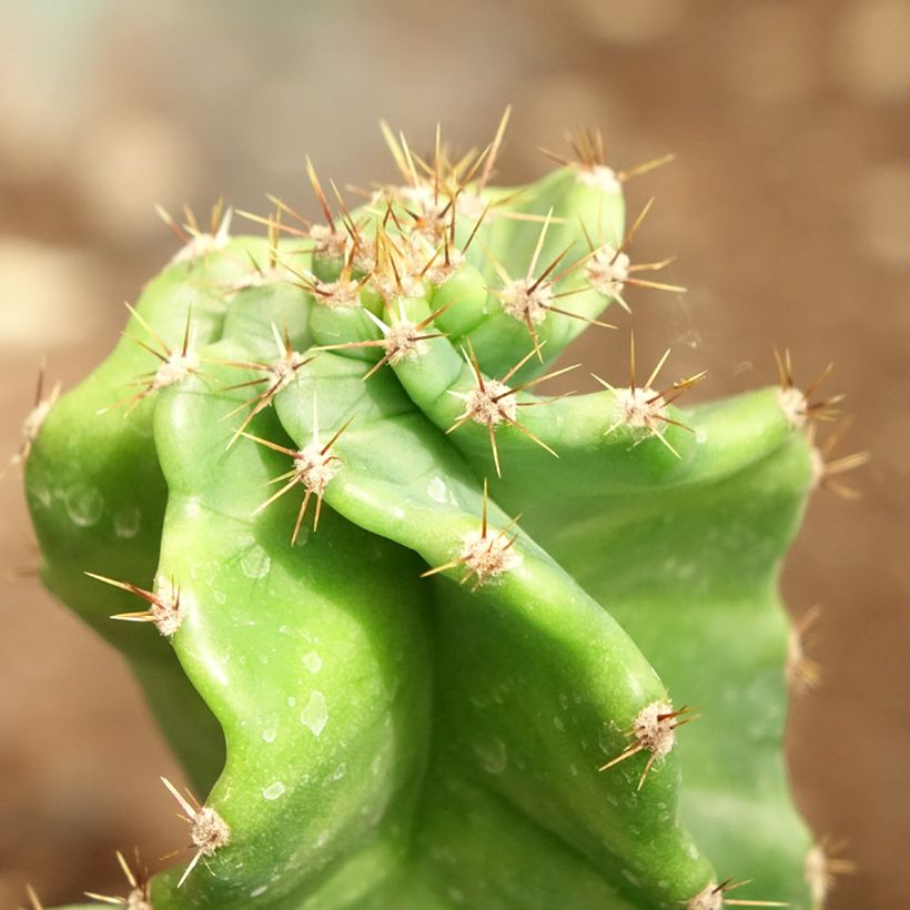 Cereus forbesii Spiralis (Feuillage)