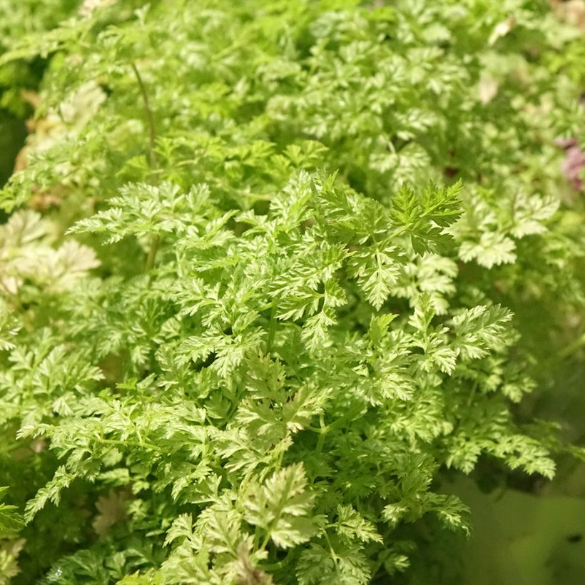 Cerfeuil commun en plants - Anthriscus cerefolium (Feuillage)