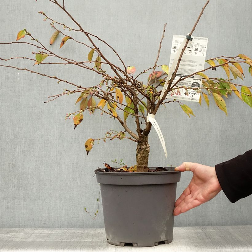 Spécimen de Cerisier à fleurs d'automne - Prunus subhirtella Autumnalis Rosea  Pot de 7,5L/10L tel que livré en automne