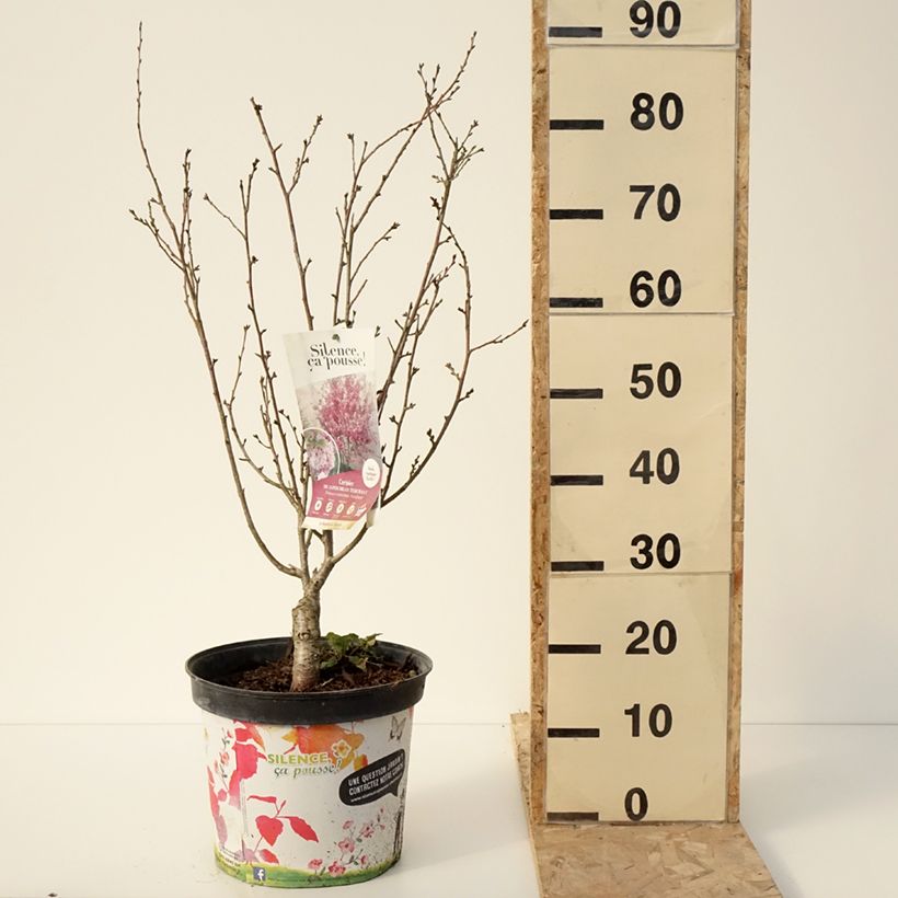 Spécimen de Cerisier à fleurs d'automne - Prunus subhirtella Autumnalis Rosea  Pot de 7,5L/10L tel que livré en hiver