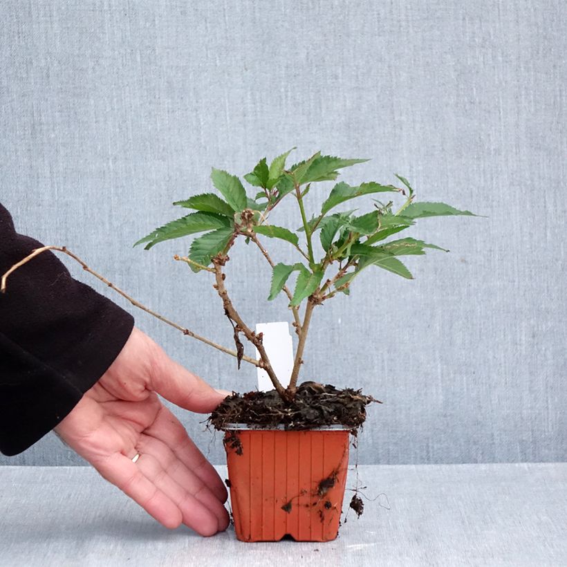 Spécimen de Cerisier à fleurs du Japon nain - Prunus incisa Paean Godet de 8/9 cm tel que livré en automne
