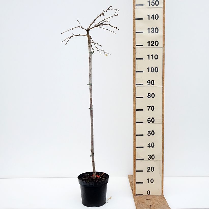 Spécimen de Cerisier à fleurs du Japon - Prunus incisa Frilly Frock Pot de 7,5L/10L, Tige tel que livré en automne