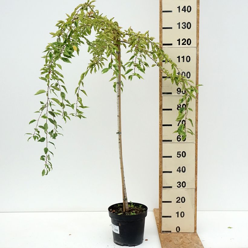 Spécimen de Cerisier à fleurs du Japon - Prunus incisa Frilly Frock Pot de 7,5L/10L, Tige tel que livré en été