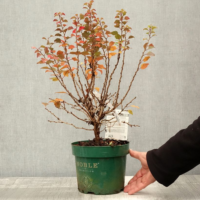 Spécimen de Cerisier à fleurs nain du Japon - Prunus incisa Kojo no mai Pot de 2L/3L tel que livré en automne