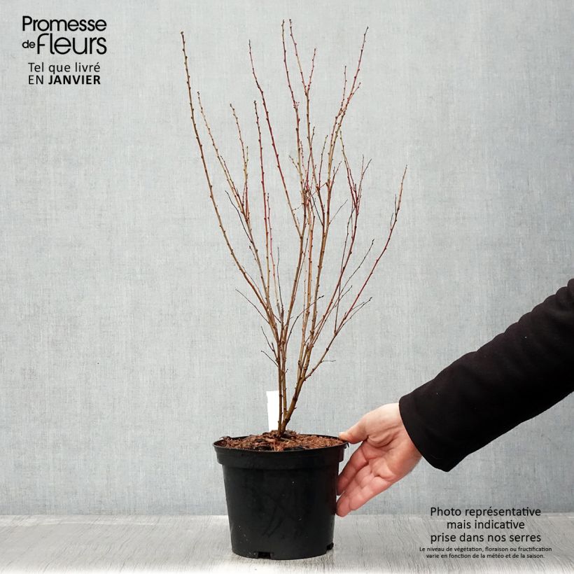 Spécimen de Cerisier à fleurs - Prunus glandulosa Rosea Plena Pot de 3L/4L tel que livré en hiver