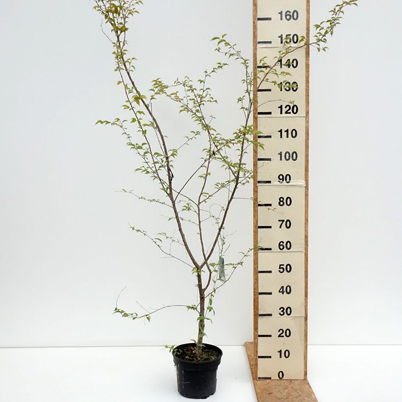 Spécimen de Cerisier à fleurs - Prunus Hally Jolivette Pot de 4L/5L tel que livré en été