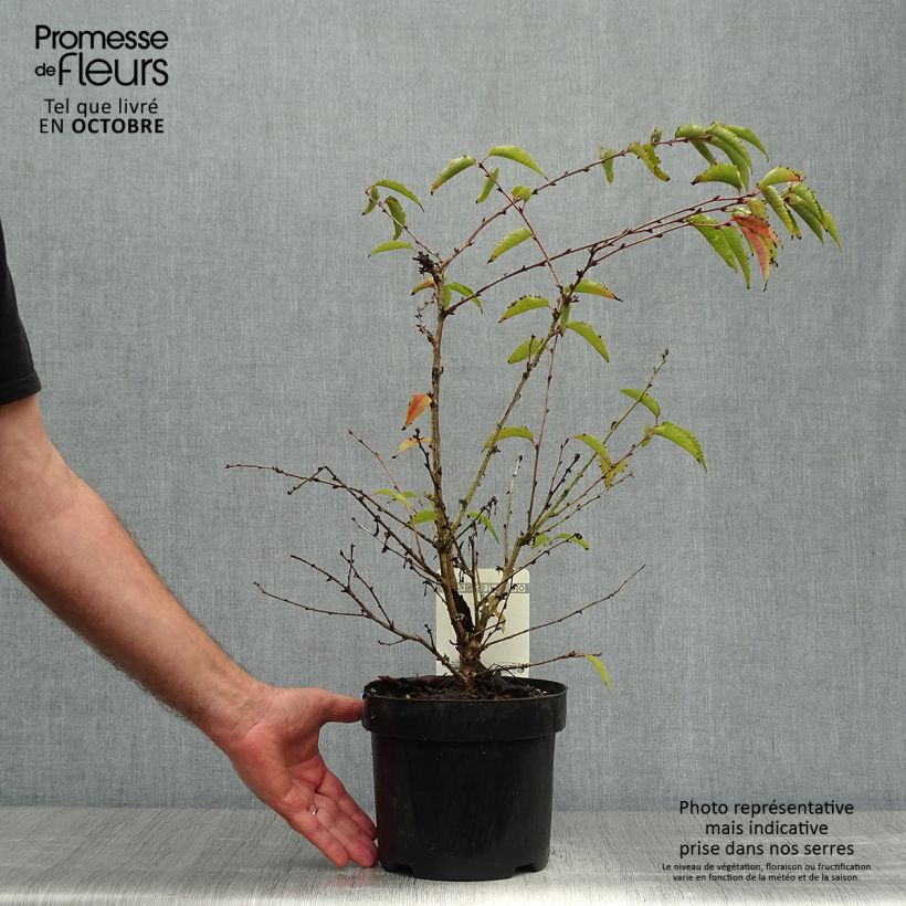 Spécimen de Cerisier à fleurs - Prunus nipponica Brillant Pot de 2L/3L tel que livré en automne