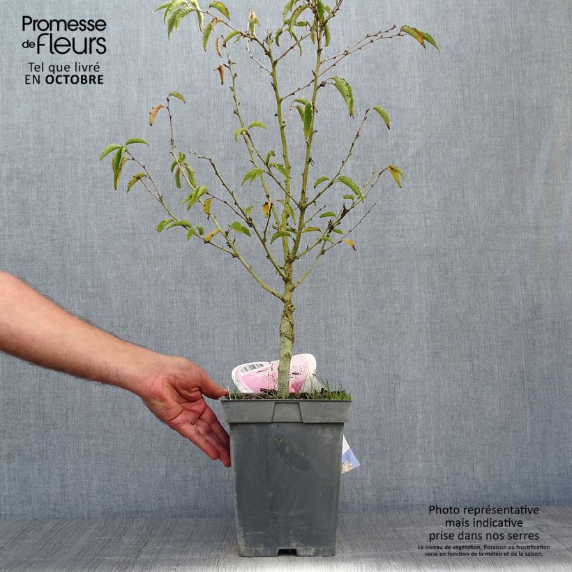 Spécimen de Cerisier à fleurs - Prunus nipponica Brillant Pot de 4L/5L, Tige tel que livré en automne