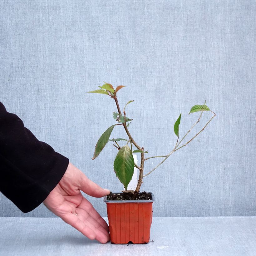 Spécimen de Cerisier à fleurs - Prunus nipponica Brillant Godet de 8/9 cm tel que livré en automne