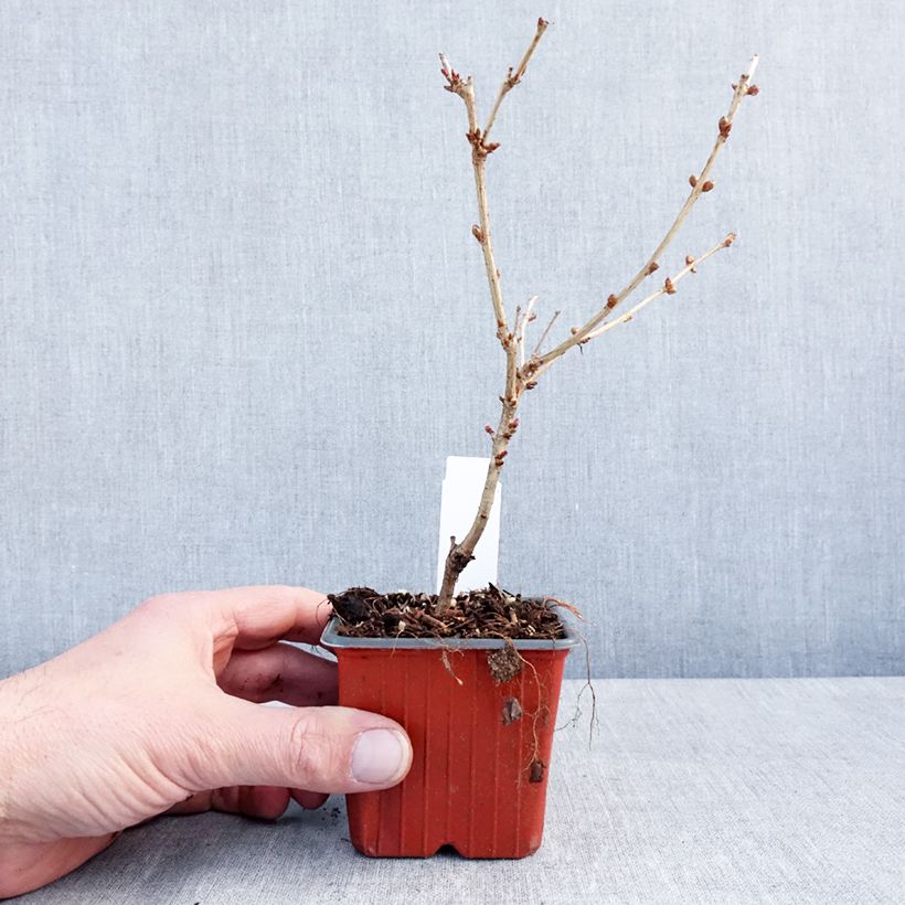 Spécimen de Cerisier à fleurs - Prunus nipponica Brillant Godet de 8/9 cm tel que livré en hiver