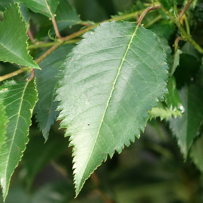 Cerisier à fleurs - Prunus Pandora (Feuillage)