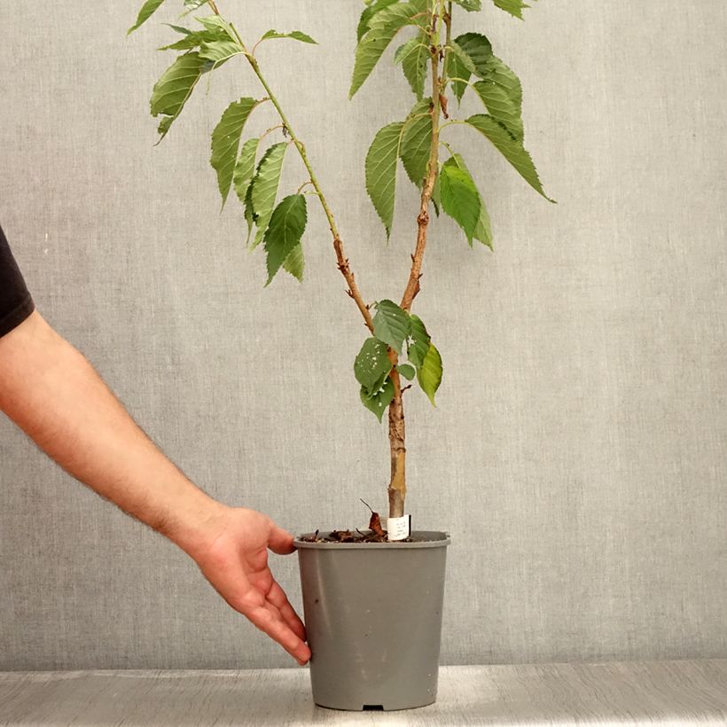 Spécimen de Cerisier à fleurs - Prunus serrulata Pink Perfection Pot de 4L/5L tel que livré en été