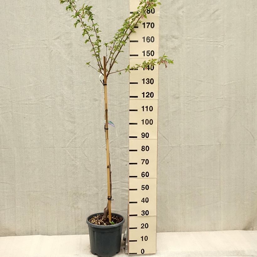 Amostra de Prunus serrulata Shirofugen Vaso de 12 L/15 L, Meia haste tal como entregue na primavera