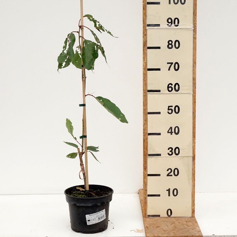 Spécimen de Cerisier à fleurs - Prunus serrulata Tai-haku Pot de 4L/5L tel que livré en automne