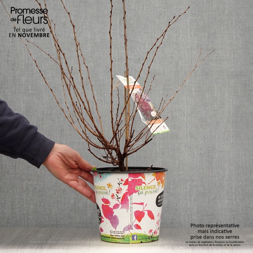 Spécimen de Cerisier à fleurs - Prunus subhirtella Fukubana Pot de 4L/5L tel que livré en automne