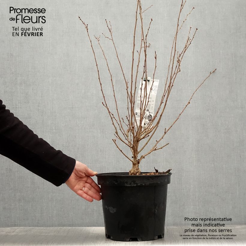 Spécimen de Cerisier à fleurs - Prunus subhirtella Fukubana Pot de 7,5L/10L tel que livré en hiver