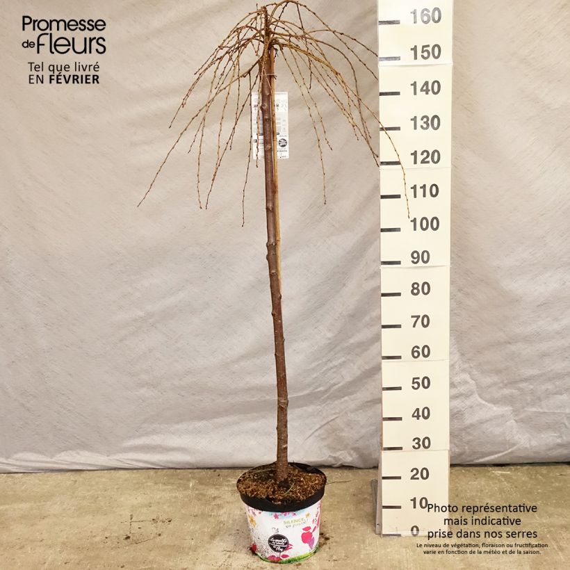Spécimen de Cerisier à fleurs - Prunus subhirtella Pendula Rubra Pot de 7,5L/10L, Tige de 130 cm tel que livré en hiver